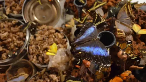 WhatsApp Image 2025-01-14 at 10.17.16