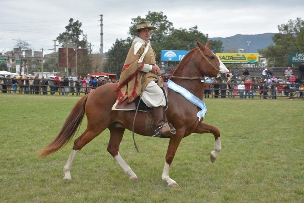 ilustrataiva-caballo-de-paso