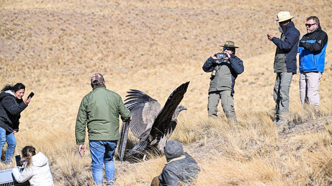 13617-liberaron-un-condor-en-piedra-del-molino-cachi