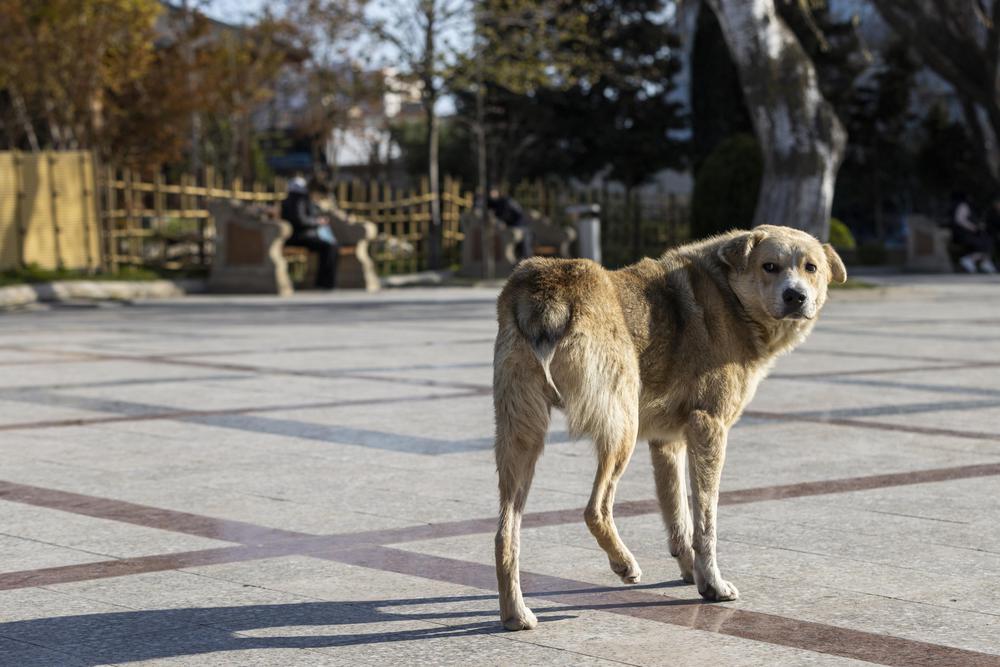 adorable-perro-hogar-caminando-calle-foto-alta-calidad