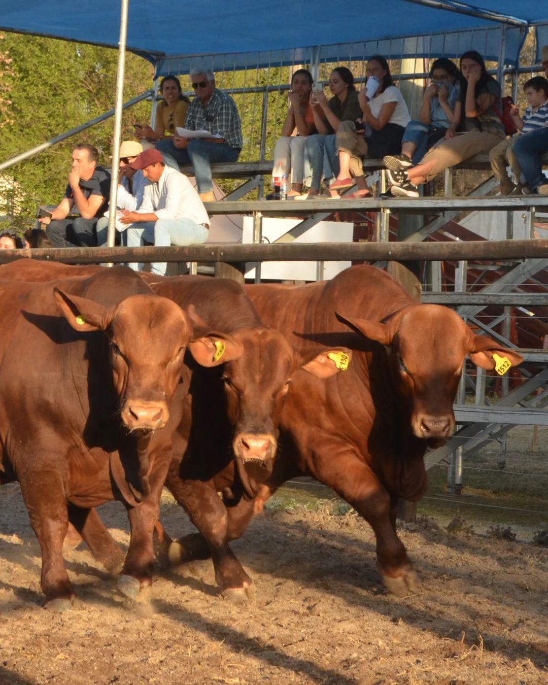 WhatsApp Image 2024-08-15 at 11.31.37 AM