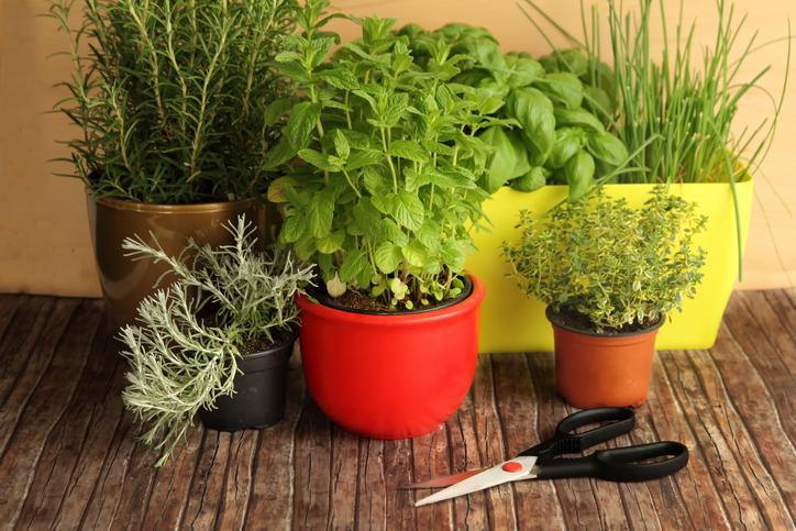 tipos_de_plantas_aromaticas_y_medicinales_1274_orig