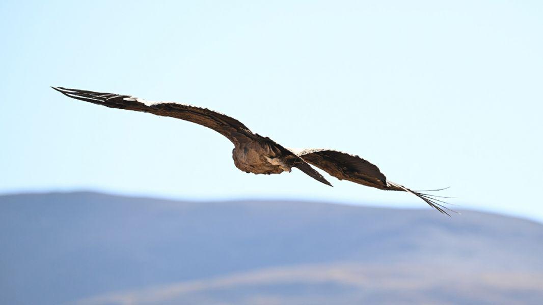 7973-liberaron-un-condor-andino-en-piedra-del-molino-cachi