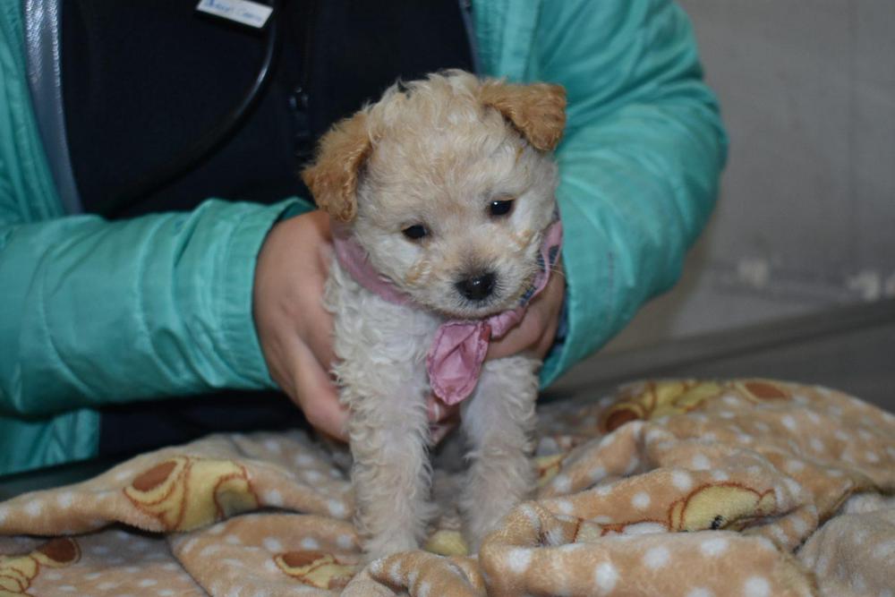 dia-del-animal-6-1536x1024