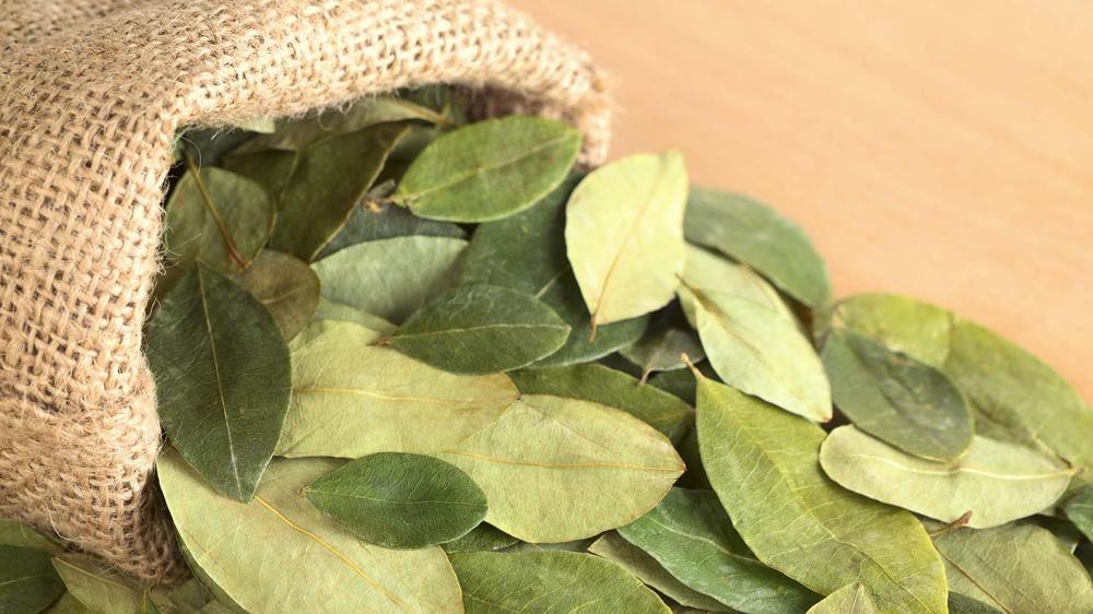 hoja-de-coca