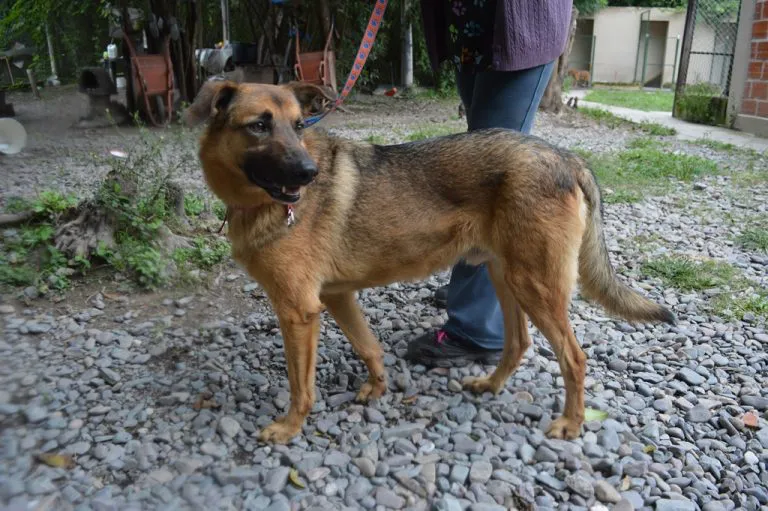 perros-de-peregrinaciones-1-768x511
